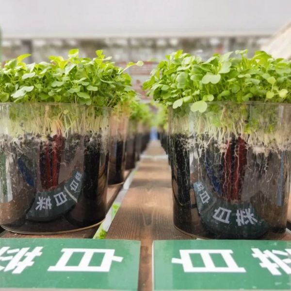 內(nèi)蒙古通遼和佑首屆農(nóng)業(yè)嘉年華