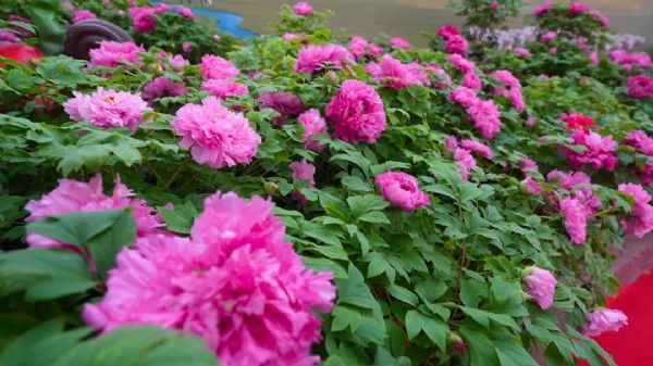 內蒙古通遼和佑首屆農(nóng)業(yè)嘉年華