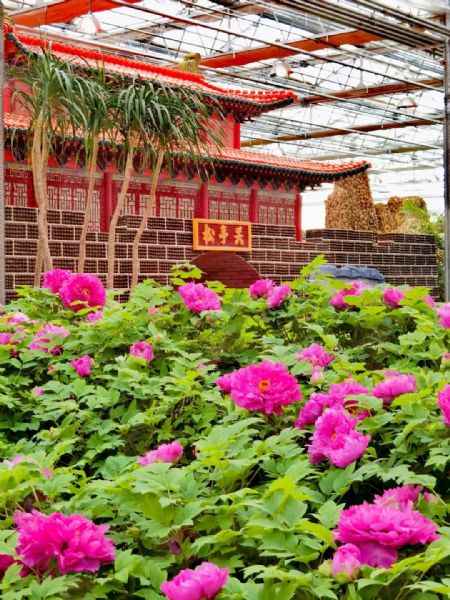 內蒙古通遼和佑首屆農(nóng)業(yè)嘉年華